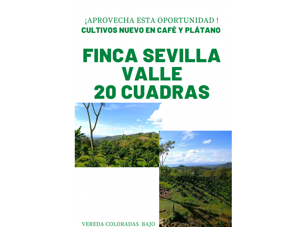 Finca Sevilla-Valle 20 cuadras 4868
