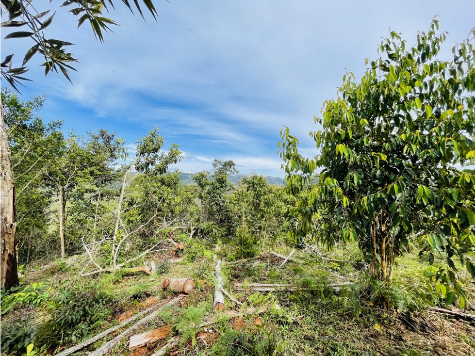 20 Hectáreas de Bosque Nativo en San Roque, Antioquia