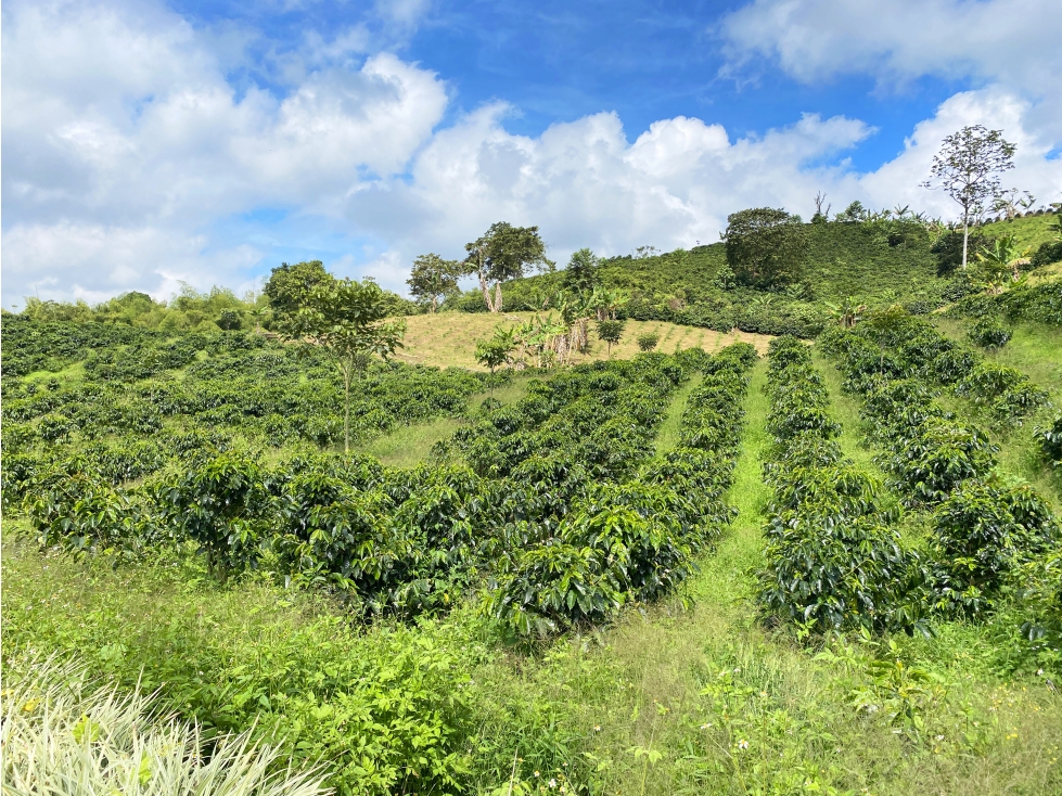 Finca de 24 cuadras cultivada en café