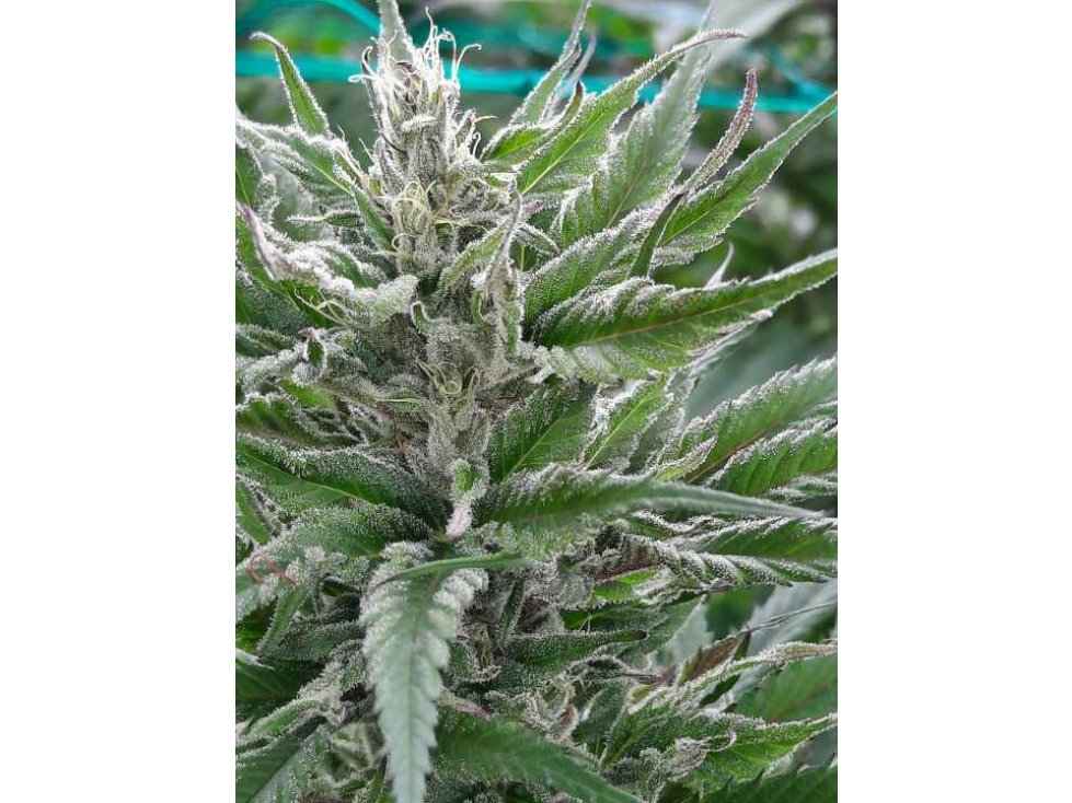 Vendo Finca en Abejorral con licencia cultivo de Cannabis Medecinal